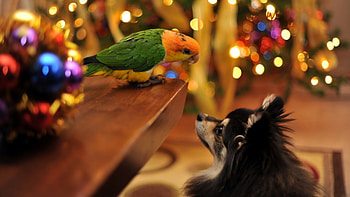 Two Friends, dog, Friends, bird, Two HD wallpaper