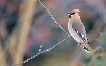 Waxwing, animal, nature, bird HD wallpaper