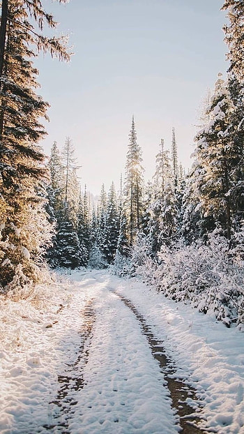 Snow, White Snow HD phone wallpaper
