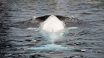 Beluga Whale, Thrilling whale watching holidays, Immersive marine experiences, Expeditions to natural wonders HD wallpaper