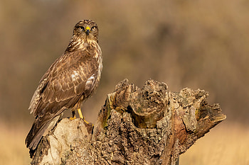 Buzzard (Animal), Striking , Beautiful buzzard, Bird's grace HD wallpaper
