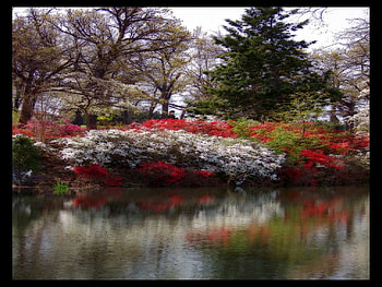 artistic flowers, art, flower HD wallpaper