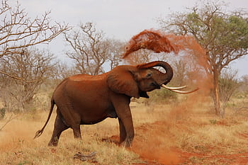 An African elephant playfully throws dust in a vibrant savanna landscape. HD wallpaper