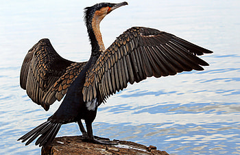 Great cormorant drying off, Majestic bird behavior, Wildlife graphy, Natural history spectacle HD wallpaper