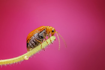 Drops, Plant, Macro, Bug, Beetle HD wallpaper