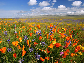 Plants, Landscape, Nature, Flowers HD wallpaper