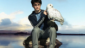 Hedwig HD wallpaper