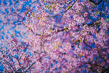 Flowers, Pink, Sakura, Branches HD wallpaper