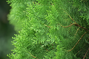 Pine tree, branches, close up, spring HD wallpaper