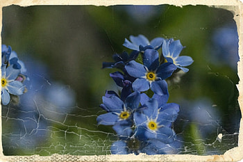 Forget me Not, blue, forget me mot, nature, flowers HD wallpaper