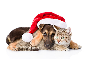 Waiting for Santa, dog, animal, craciun, cute, cat, pisica, puppy, christmas, red, couple, pet, paw, santa, hat HD wallpaper