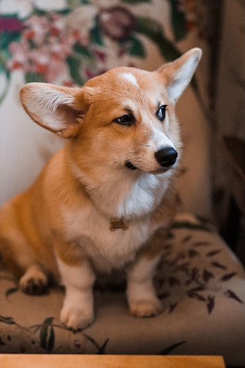 Animals, Dog, Brown, Pet, Welsh Corgi HD phone wallpaper
