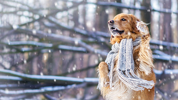 Snow dog , Snowy backgrounds, Winter scenes, Chilled beauty HD wallpaper
