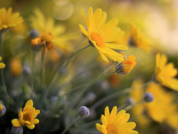 ~Flower Power~, Yellow, petals, bright, Flowers, nature, Spring, lovely HD wallpaper