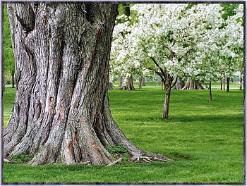 Growing up, trunk, contrast, blooming, trees, grass, small, giant HD wallpaper