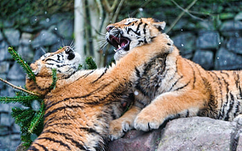 Animals, Tigers, Predators, Fight HD wallpaper