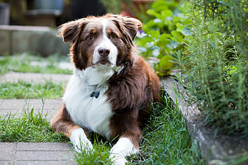 Animals, Fluffy, Lie, To Lie Down, Dog, Muzzle, Collar HD wallpaper