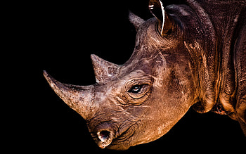 Rhino, high def, African, , , Animal, wild, beauty HD wallpaper