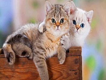 Did you see what I see you, see, you, i, what, did HD wallpaper