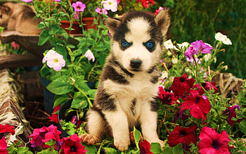 Animals, Flowers, Dog, Muzzle, Kid, Tot, Husky HD wallpaper
