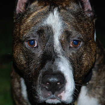 brindle pit, background, animals, pit bull, brindle, dogs HD wallpaper