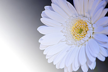 Flowers, Flower, Petals, Gerbera HD wallpaper