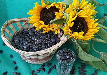 Sunflower Seeds, Nutritious snack, Health benefits, Plant-based protein HD wallpaper