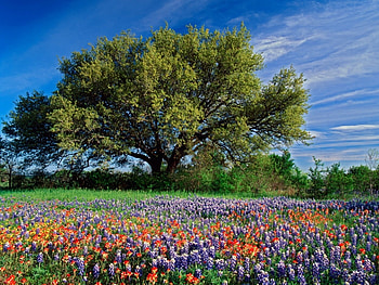 Landscape, Flowers, Trees HD wallpaper