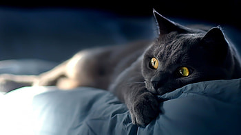 Animals, Cats HD wallpaper