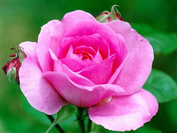 for all dn spring is here, gorgeous, rose, pink, beautiful HD wallpaper