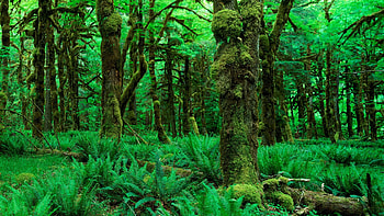 Forest HD wallpaper