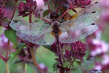 Dragonfly Garden, garden, dragonfly, flowers HD wallpaper