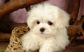 puppies, screen, saver, dog, lovely, plains, animal . HD wallpaper