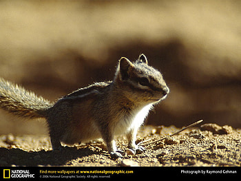 Golden Mantled Ground Squirrel, animals, ground squirrel, squirrel HD wallpaper