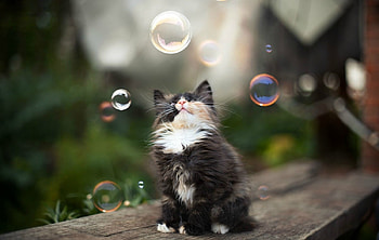 Kitten, summer, pisici, cute, cat, bubbles HD wallpaper