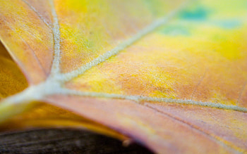 Nature, Surface, Sheet, Leaf, Veins HD wallpaper