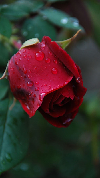 Beautiful Red Rose Flower, Adorable Flower HD phone wallpaper