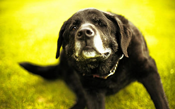 Cute Dog, dog, animal, cute, black HD wallpaper