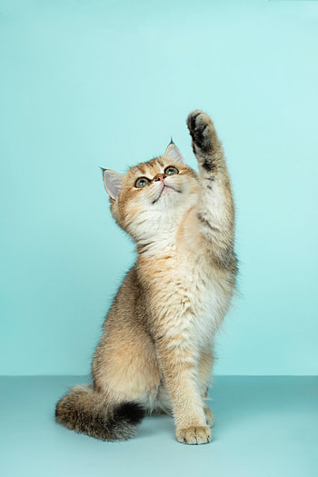 Funny, Animals, Cat, Kitty, Kitten, Nice, Sweetheart HD phone wallpaper