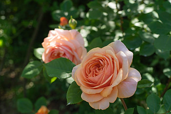 Roses, Flowers, Nature, Bokeh HD wallpaper