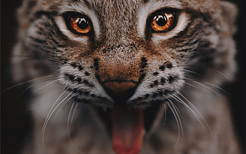 Angry lynx, Feral rage, Intimidating presence, Ferocious wildcat HD wallpaper