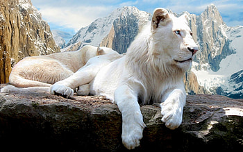 Animals, Landscape, Mountains, Lions HD wallpaper