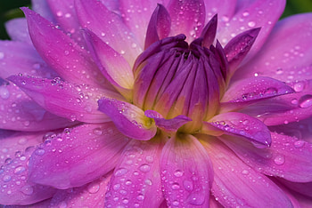 Dahlia, Flower, Close up, Petals HD wallpaper