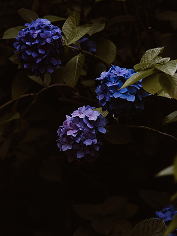 Flowers, Bloom, Flowering, Hydrangea, Inflorescences, Inflorescence HD phone wallpaper