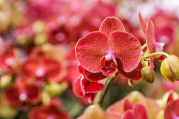 Beautiful orchid, red, garden, beautiful, flowers, orchid, bloom, orange HD wallpaper