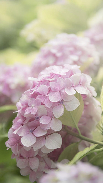 Light Pink, Pink Adorable Flowers HD phone wallpaper