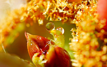 Drops, Flower, Macro HD wallpaper