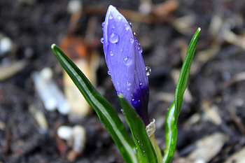 Drops, close up, blue crocus HD wallpaper