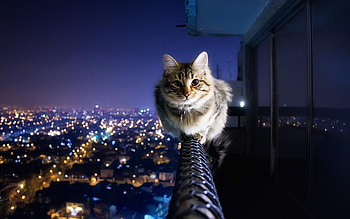 Animals, Cats HD wallpaper