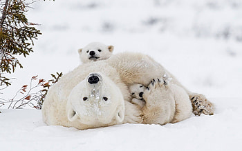 Polar Bears, animal, bear, snow, winter HD wallpaper